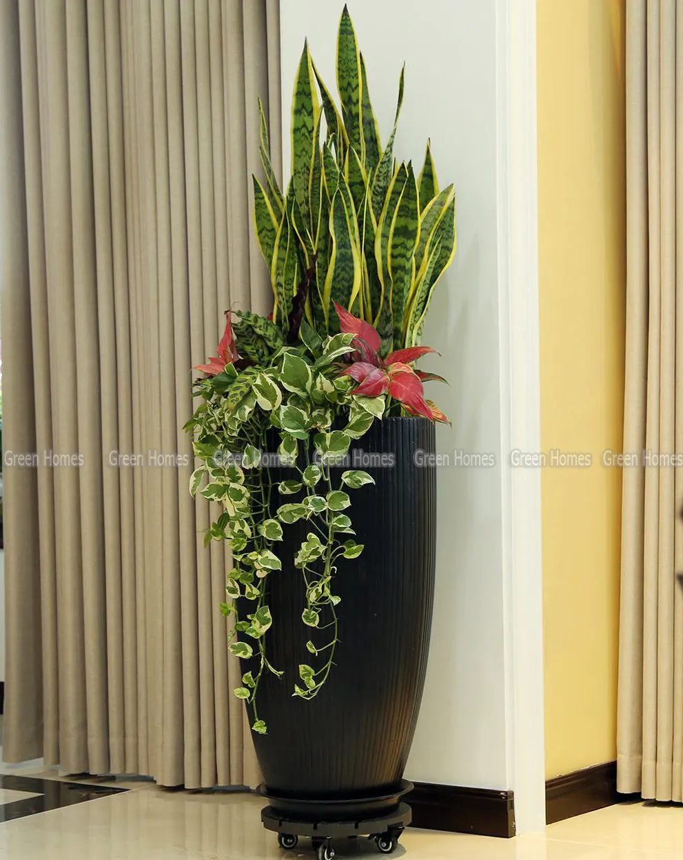 Chậu cây lưỡi hổ mix_Green Homes